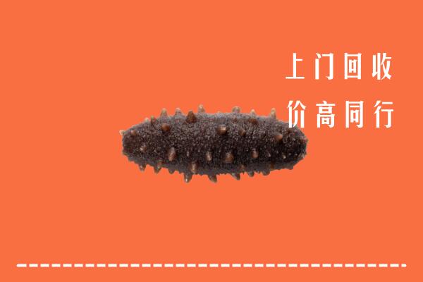 湛江市遂溪回收海参
